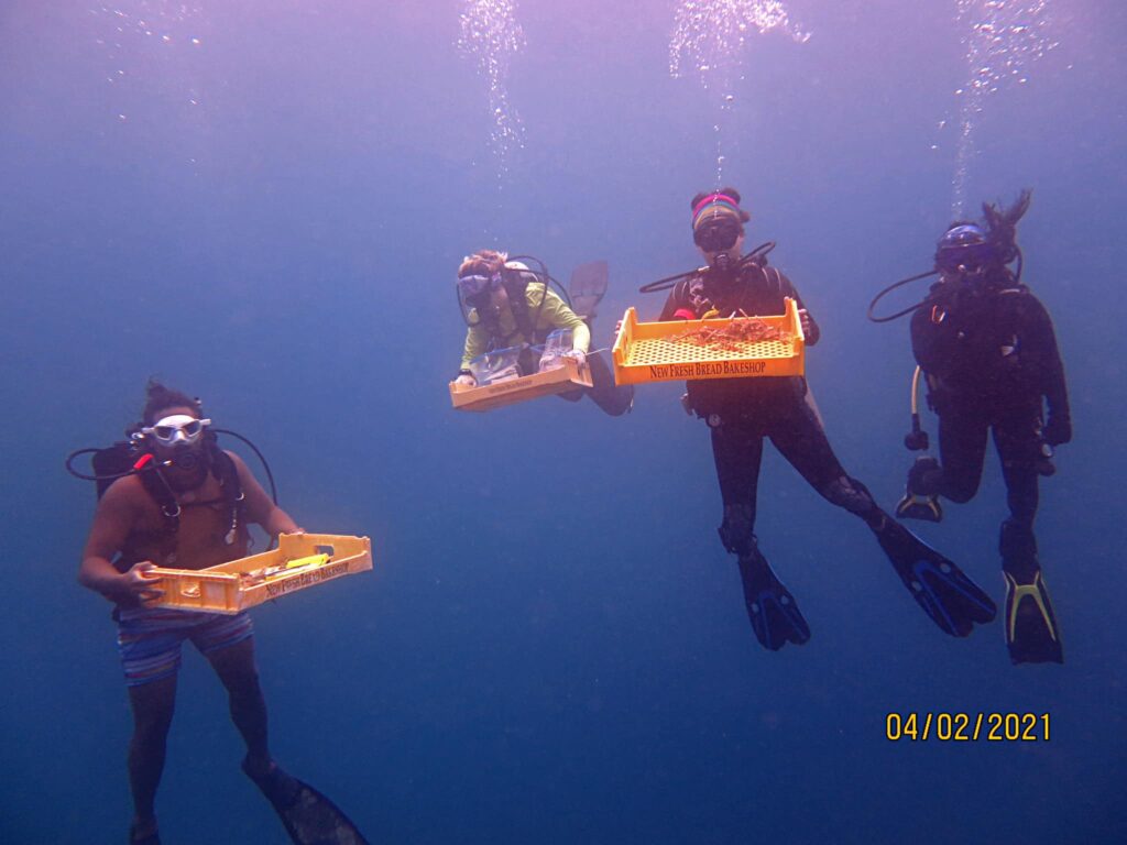 Four divers underwater with three holding orange trays used to transport materials.
