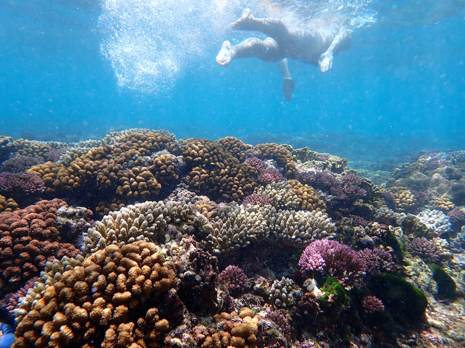 Colorful underwater reef scene with snorkeler swimming away from the camera above. Bubbles from the swimmers movement are capture in the water
