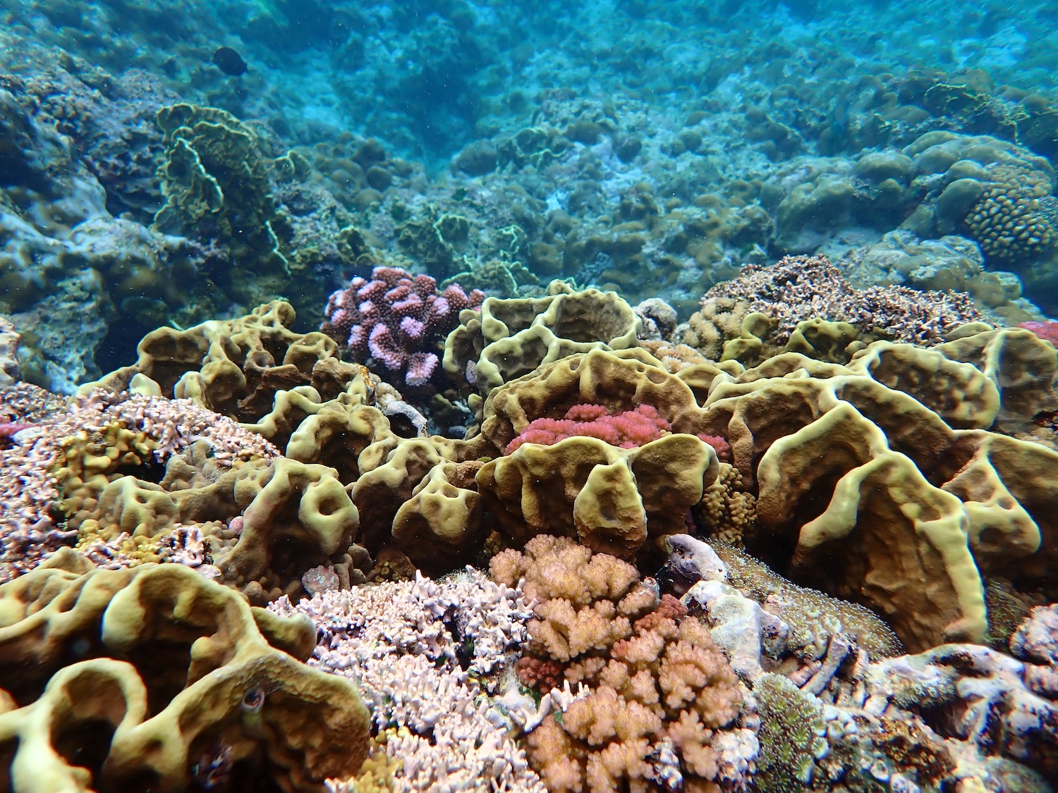 colorful underwater reef scene