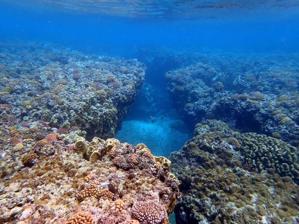 colorful underwater reef scene