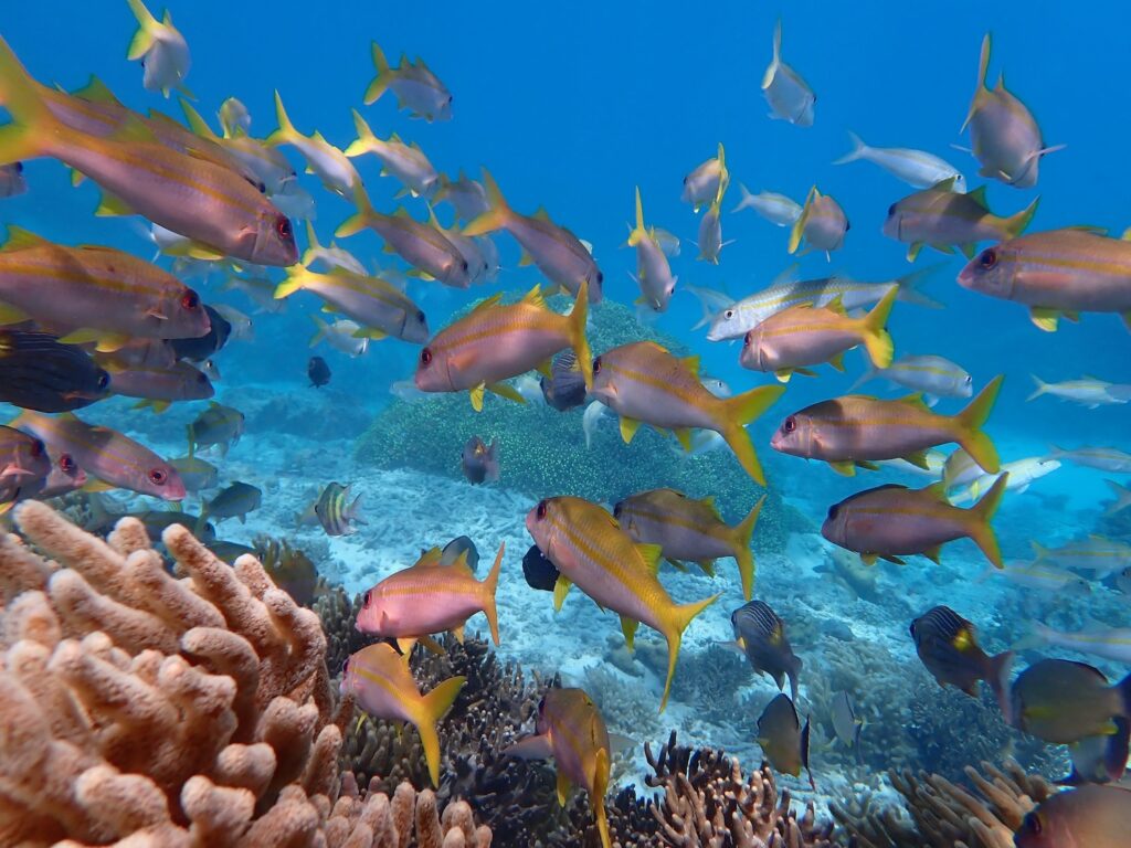 School of pink fish that have yellow fins and tails swimming on a reef