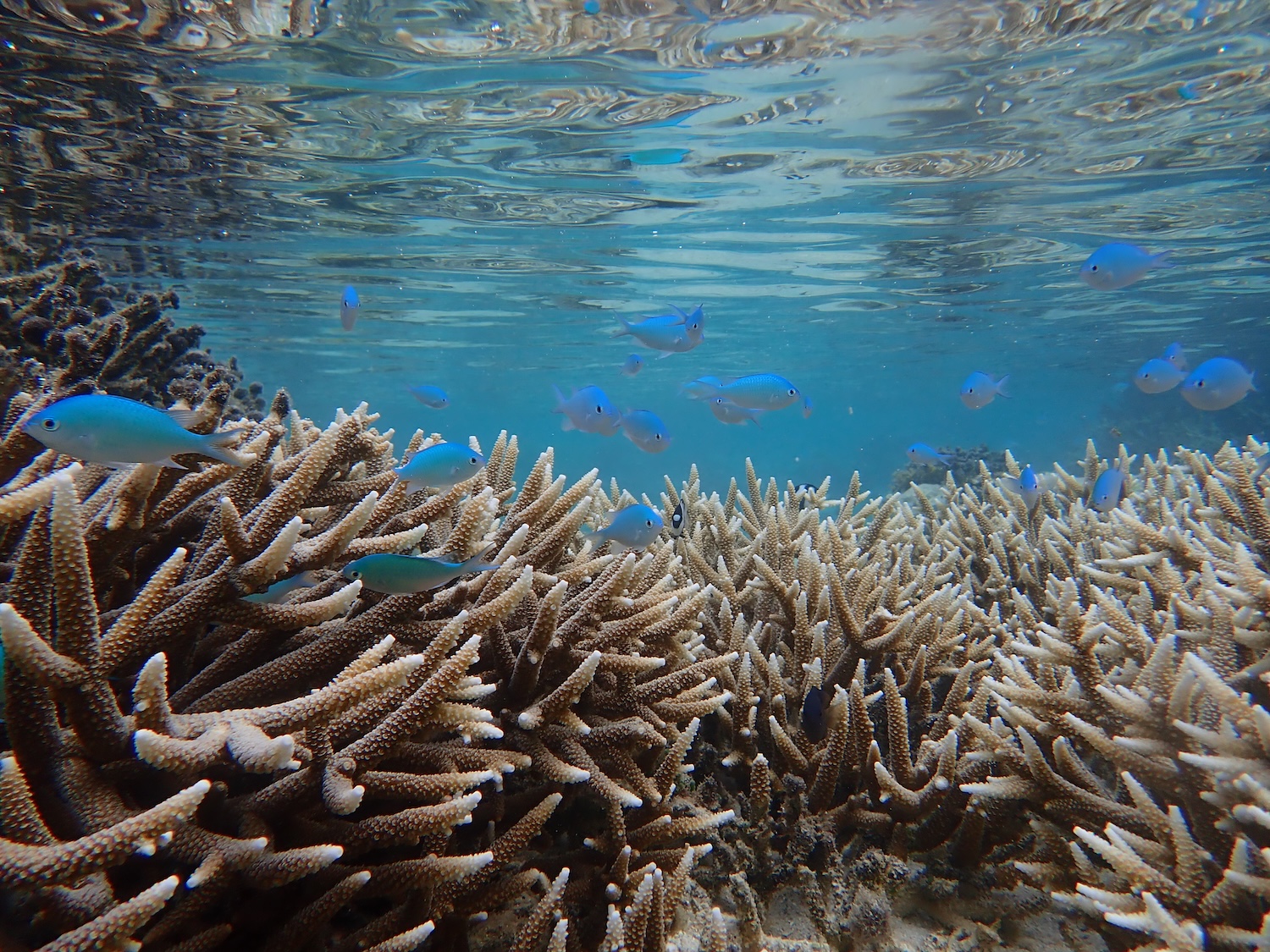 Bright blue fish swim over light tan branching coral in clear blue water