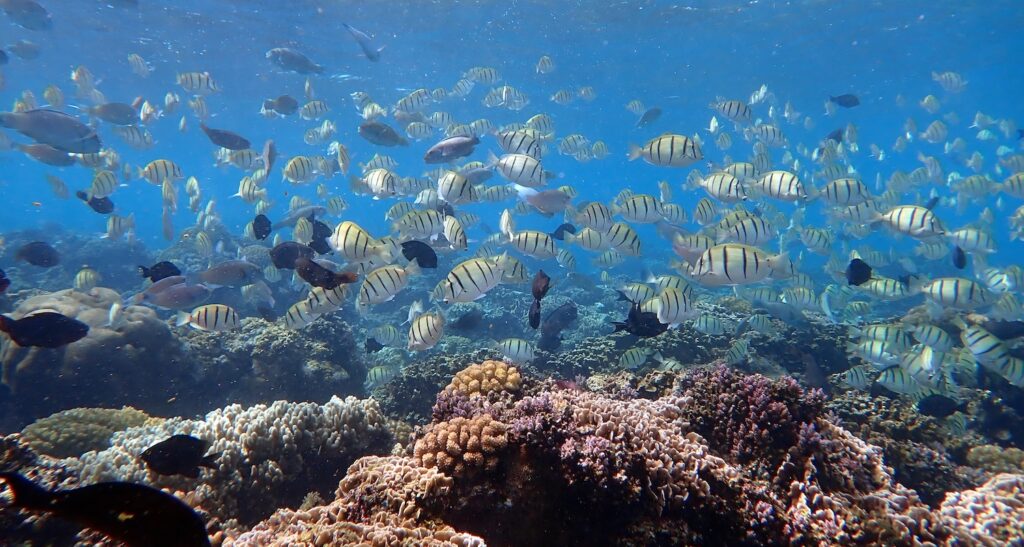 Large school of predominantly white fish with black stripes swimming above a reef