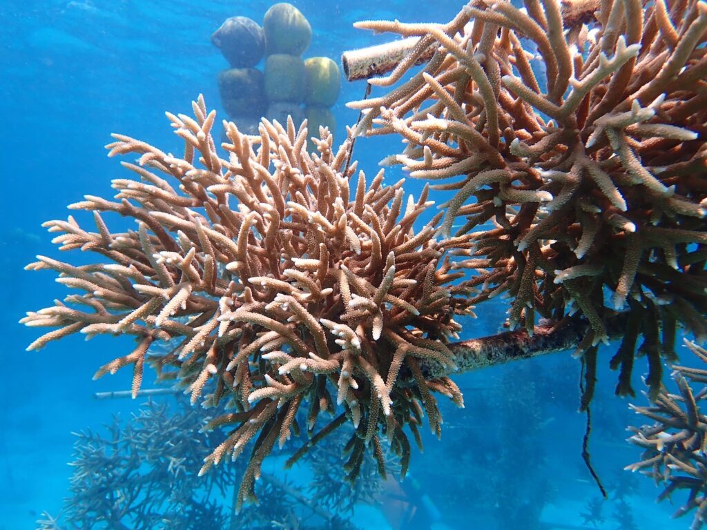 Branching corals hanging from a tree structure in a coral nursery