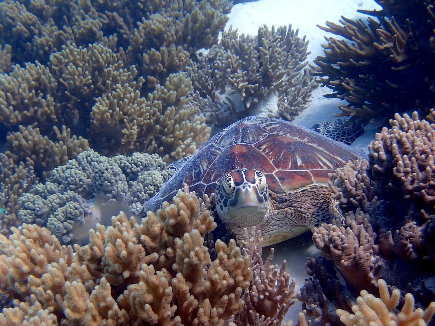 Large turtle laying in the sand among numerous corals