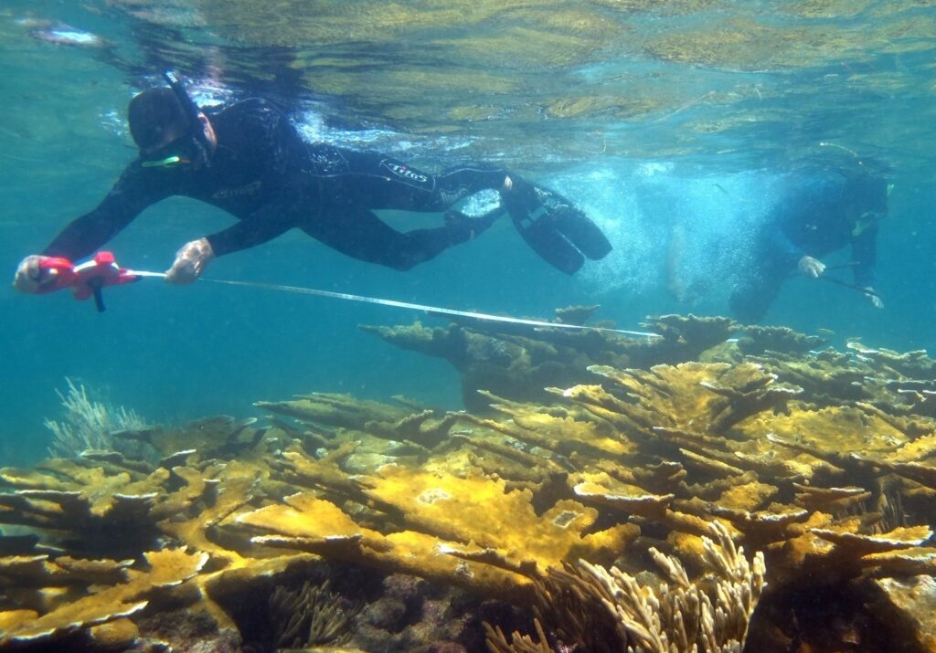 Two divers setting up to perform a benthic transect survey