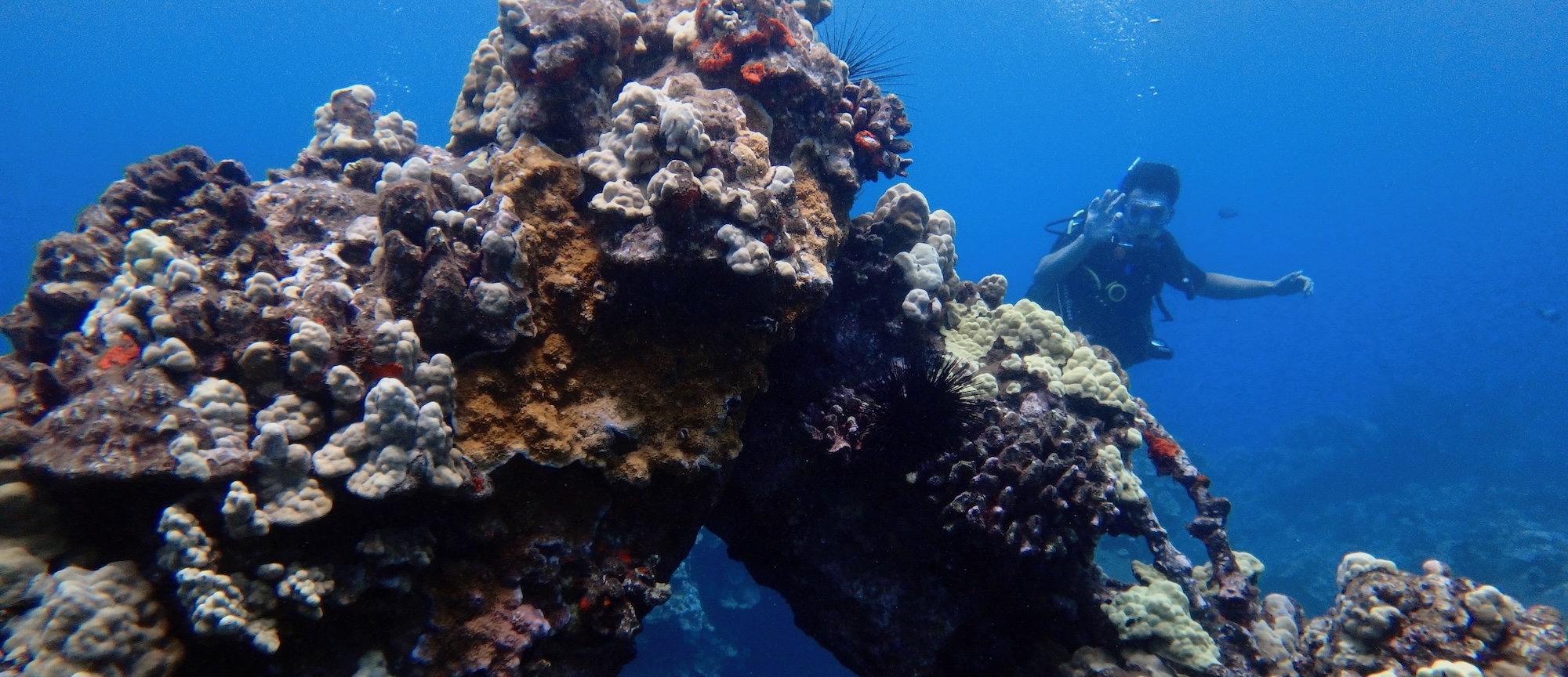 Coral reef scene with fiver in the background waving to the camera