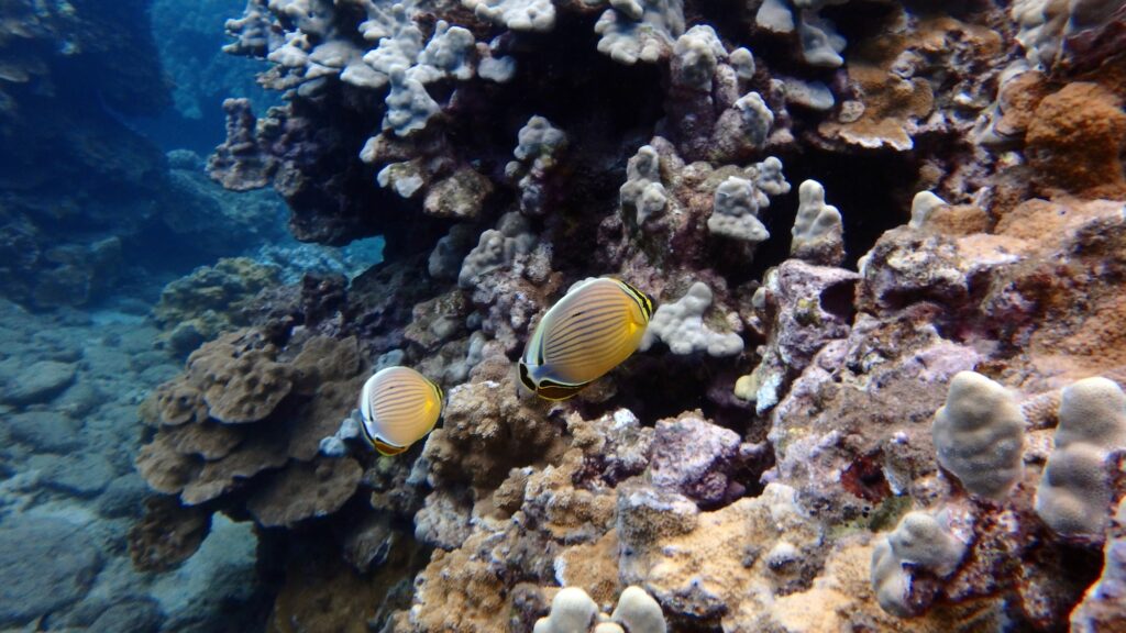 Two yellow fish in the foreground in front of a large coral reef