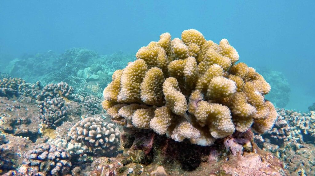 A tan knobby coral in the foreground and more corals in hazy blue water in the background.