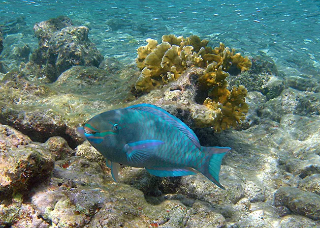 Blue fish swimming in front of a yellow coral