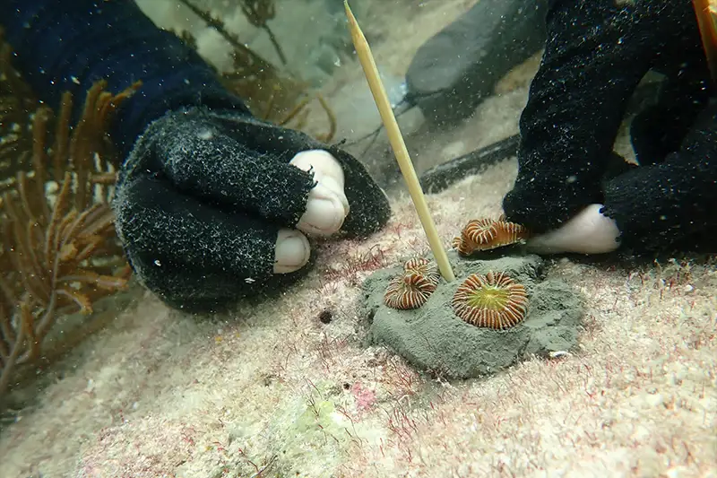 A close up of three small coral fragments attached to a cement base by two human hands wearing fingerless black gloves. 